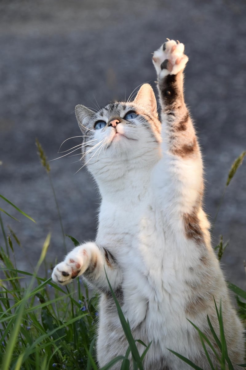 Woman practicing yoga for flexibility
